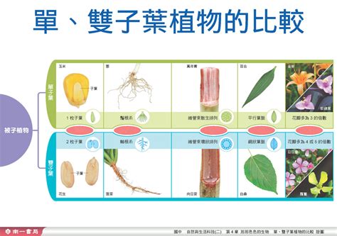 百合是單子葉還是雙子葉|百合植物大揭秘